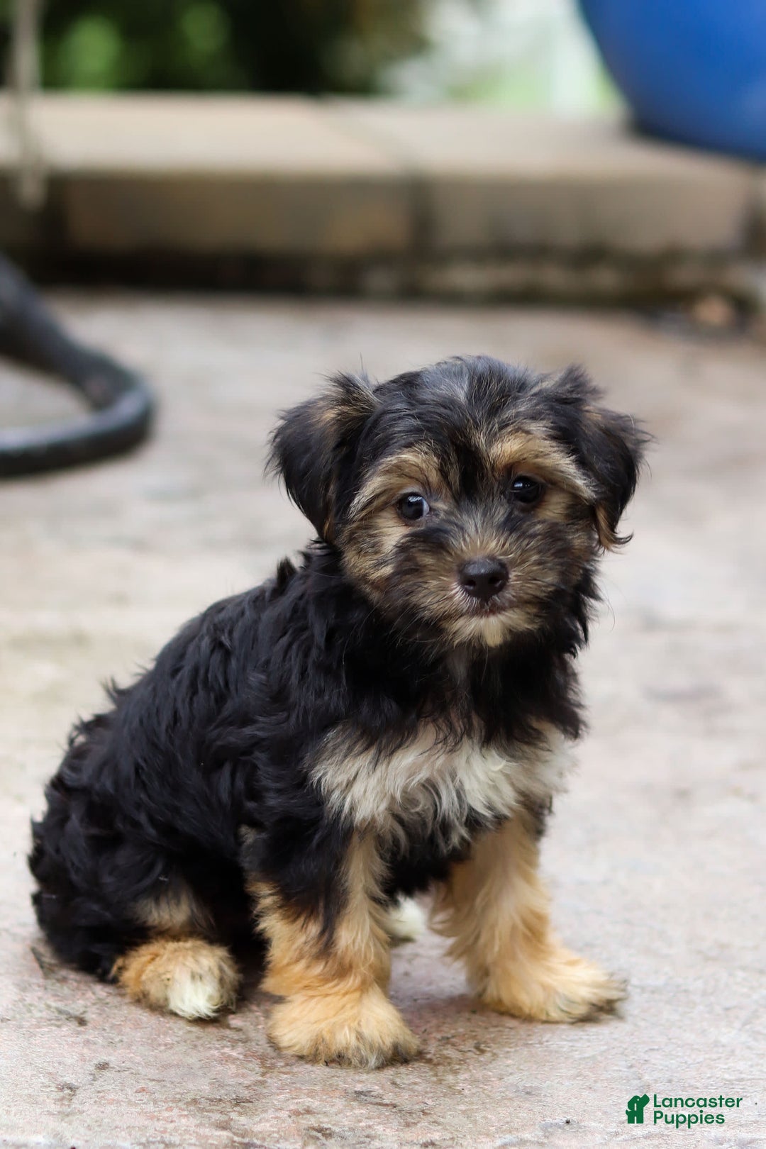 Morkie dogs for sale: Janis - Image 4