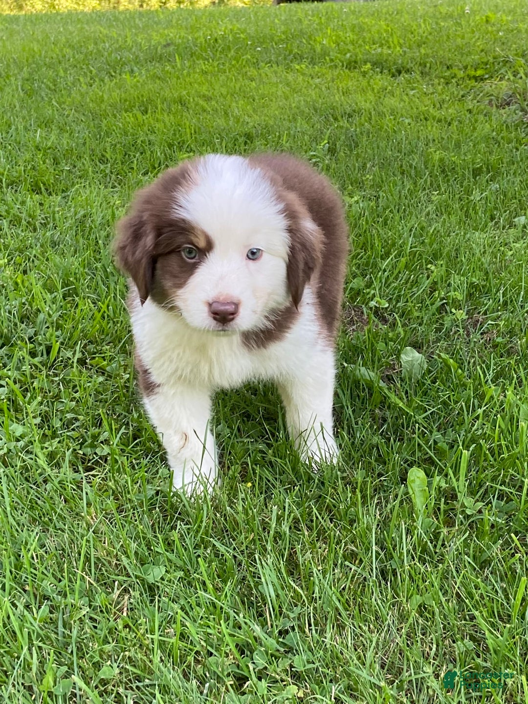 Australian Shepherd dogs for sale: Sami H2 - Image 2