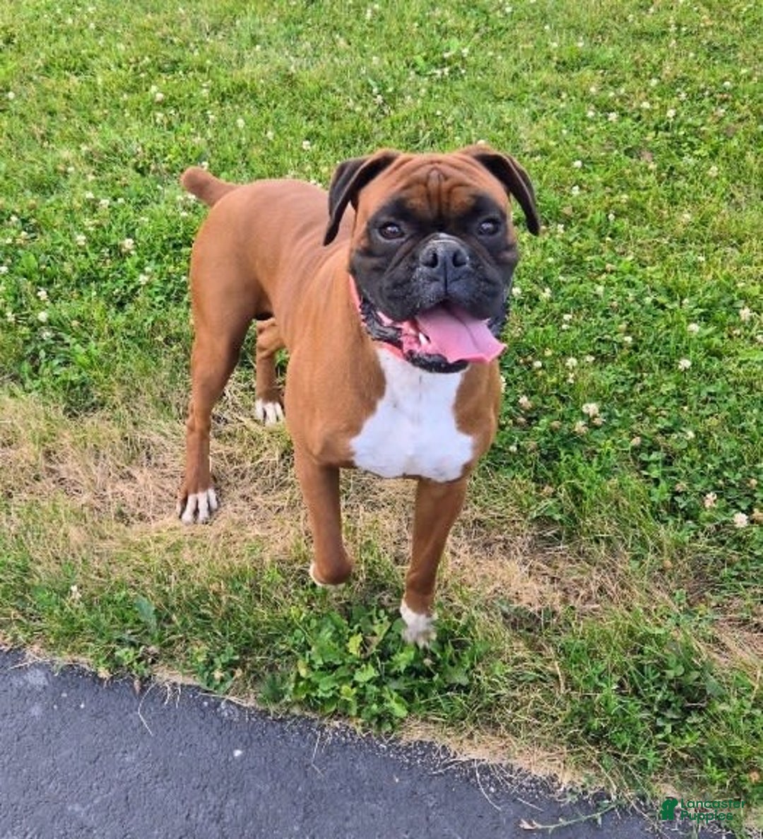 Boxer dogs for sale: Stella - Image 5