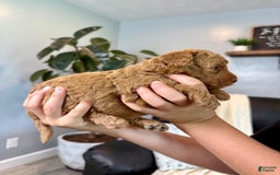 Mini Goldendoodle dogs for sale: Tobi - Image 1