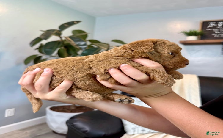 Mini Goldendoodle dogs for sale - Ad 2