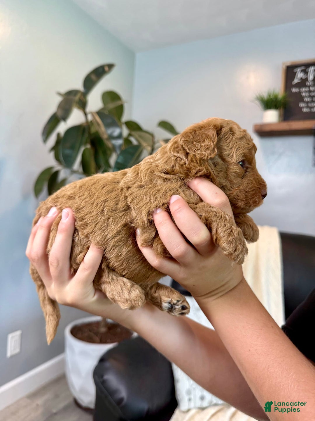 Mini Goldendoodle dogs for sale: Tobi - Image 1