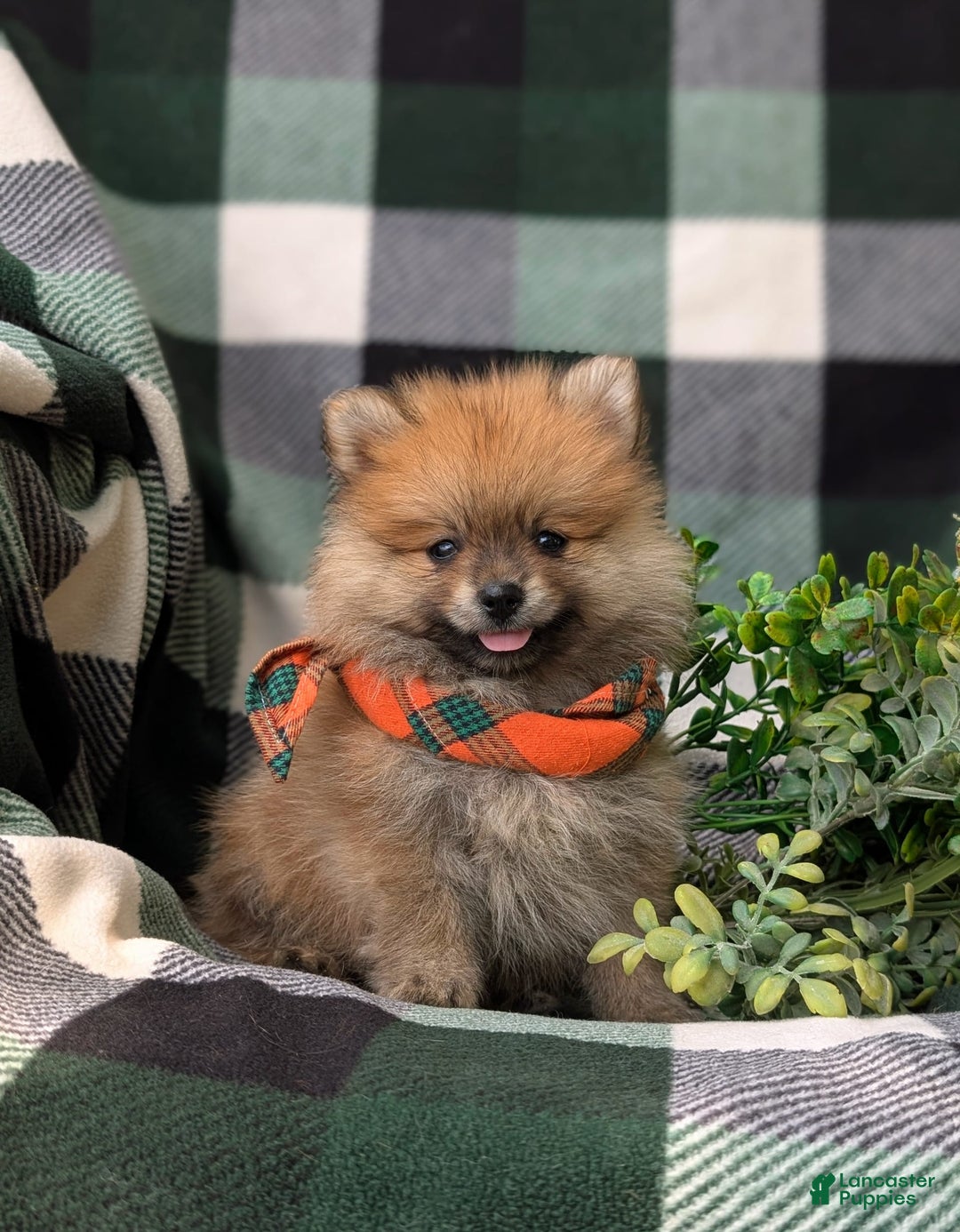 Pomeranian dogs for sale: Pomeranian 5 puppies - Image 3