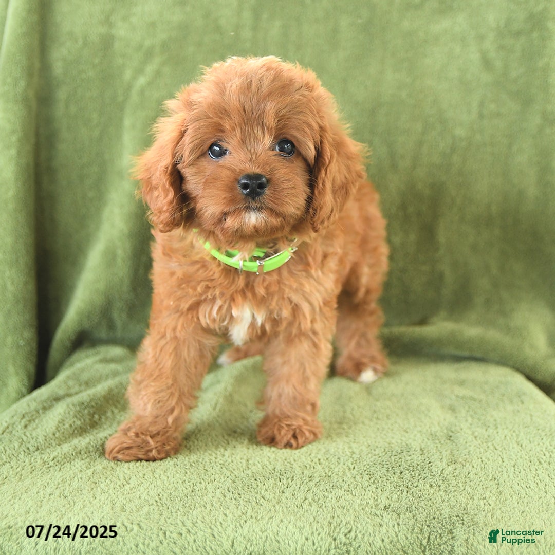 Cavapoo dogs for sale: Suzie - Image 1