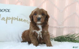 Goldendoodle dogs for sale: Nolan - Image 4