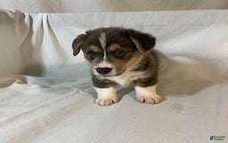 Welsh Corgi Pembroke dogs for sale: Jasper - Image 6
