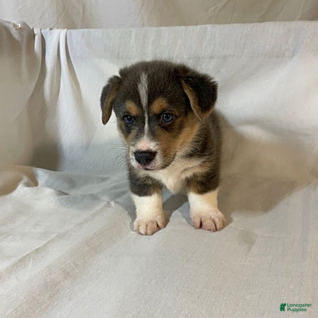 Welsh Corgi Pembroke dogs for sale: Jasper - Image 6