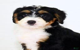 Mini Bernedoodle dogs for sale: Skye - Image 9