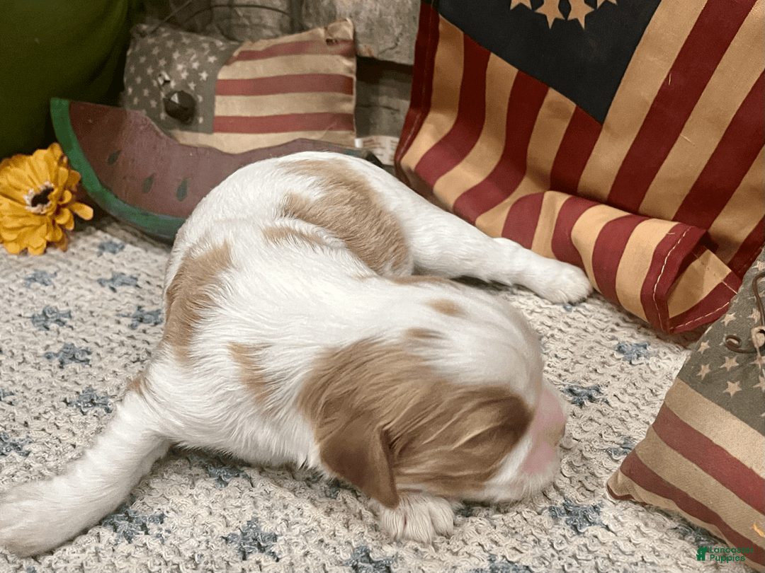Cavalier King Charles Spaniel dogs for sale: Sparkey - Image 1