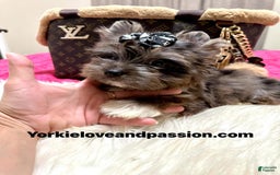 Yorkshire Terrier dogs for sale: Black Merle - Image 2