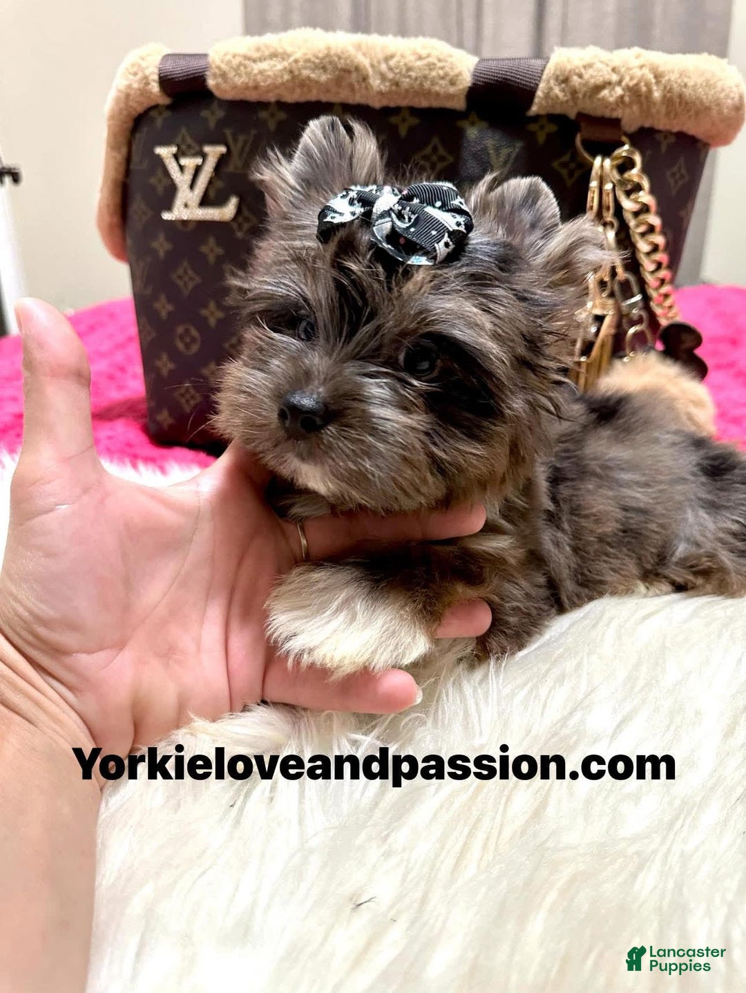 Yorkshire Terrier dogs for sale: Black Merle - Image 2