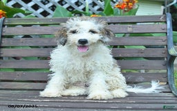 Mini Bernedoodle dogs for sale: Oscar - Image 2