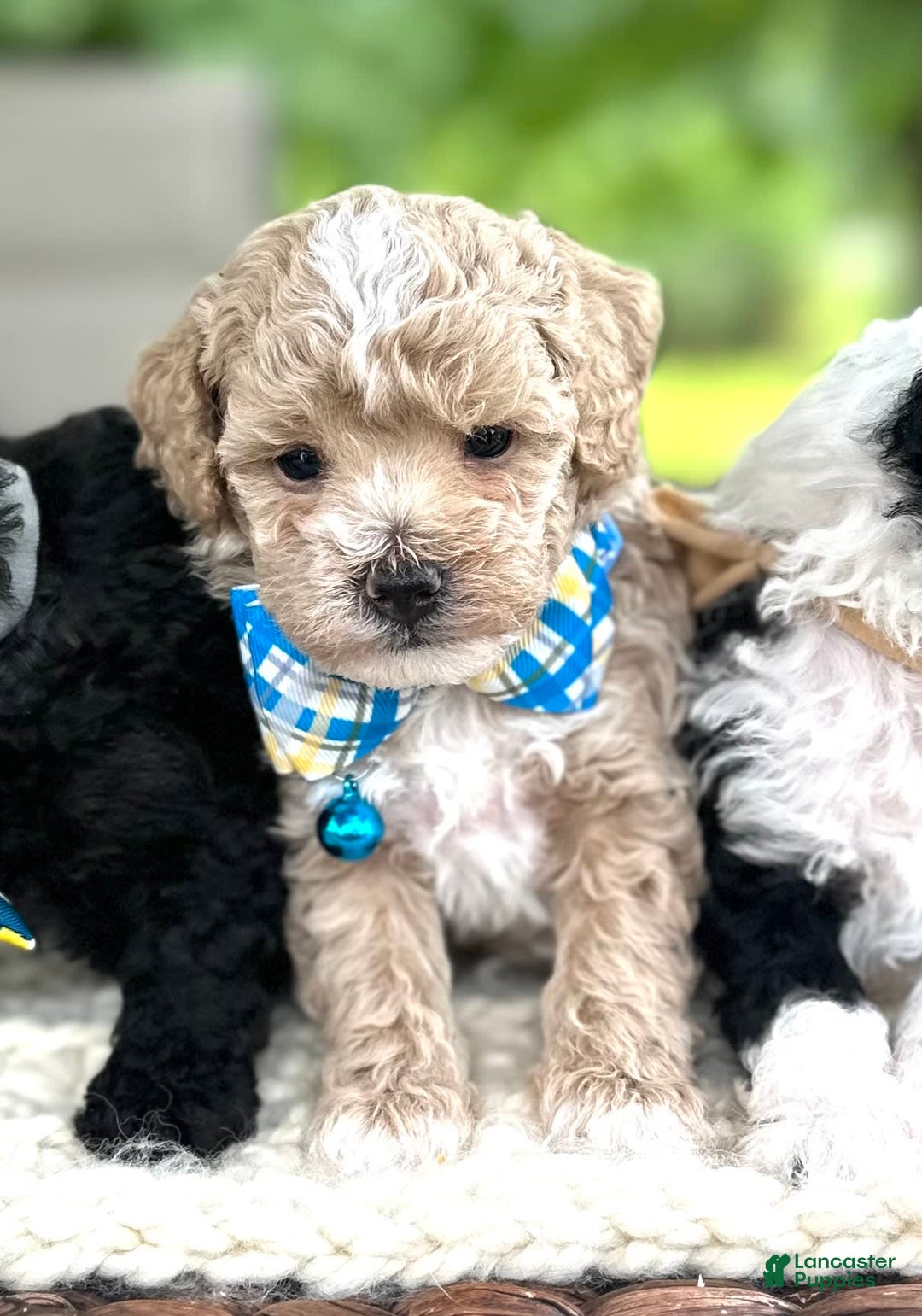 Miniature Poodle dogs for sale: Creme boy - Image 3