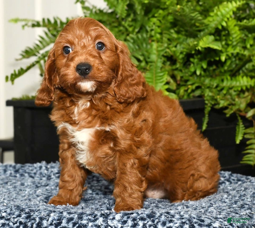Cavapoo dogs for sale: Tommy - Image 1