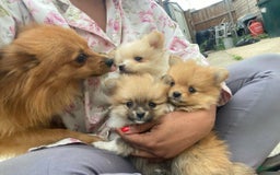 Pomeranian dogs for sale: Jamie - Image 2