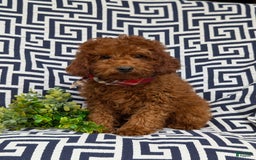 Miniature Poodle dogs for sale: Doyle - Image 3
