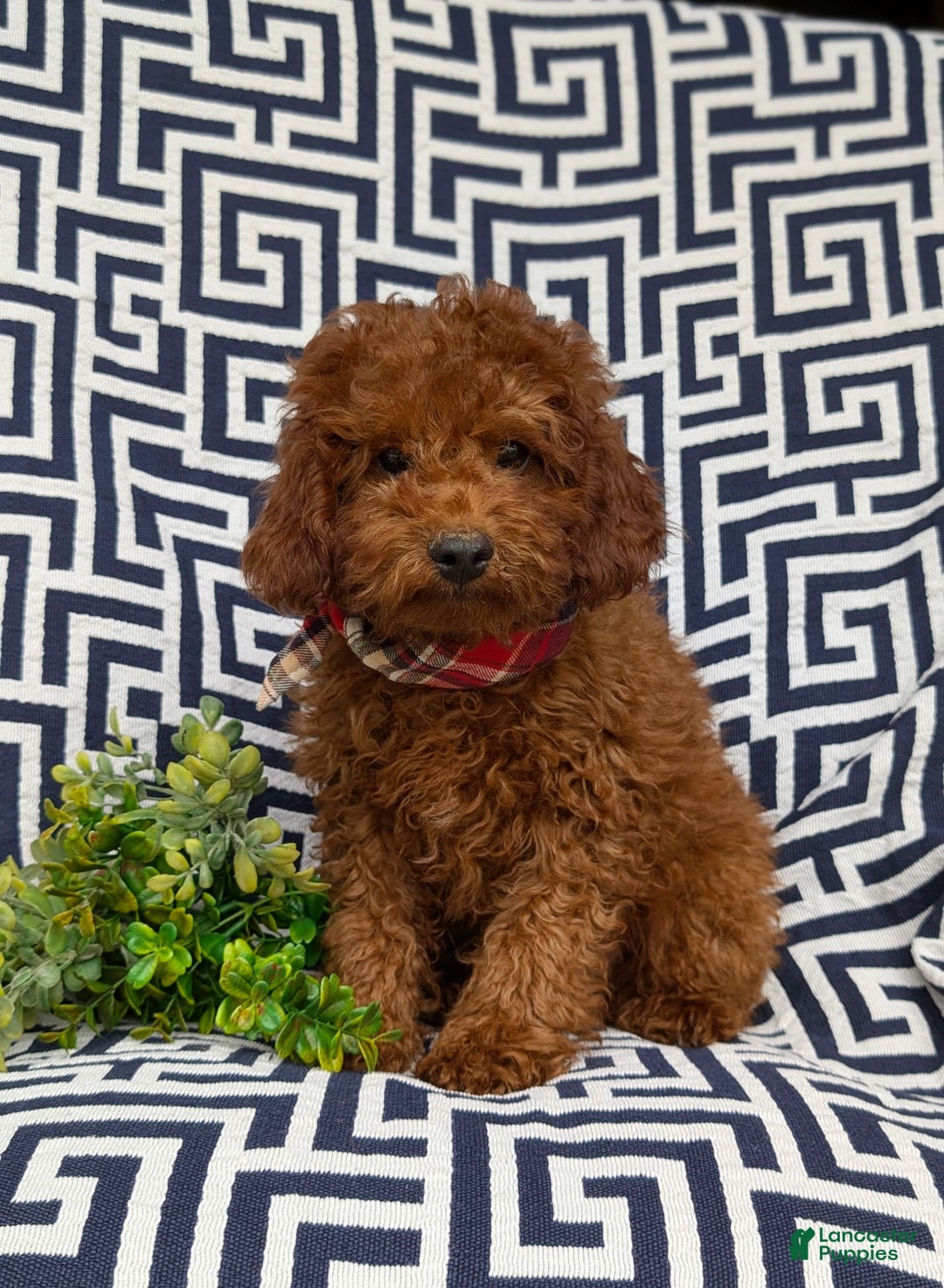Miniature Poodle dogs for sale: Doyle - Image 3