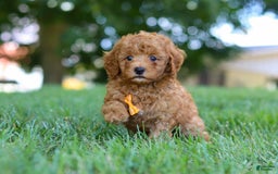 Cavapoo dogs for sale: Cavapoo 5 puppies - Image 27