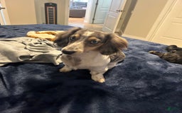 Miniature Dachshund dogs for sale: Duke - Image 4