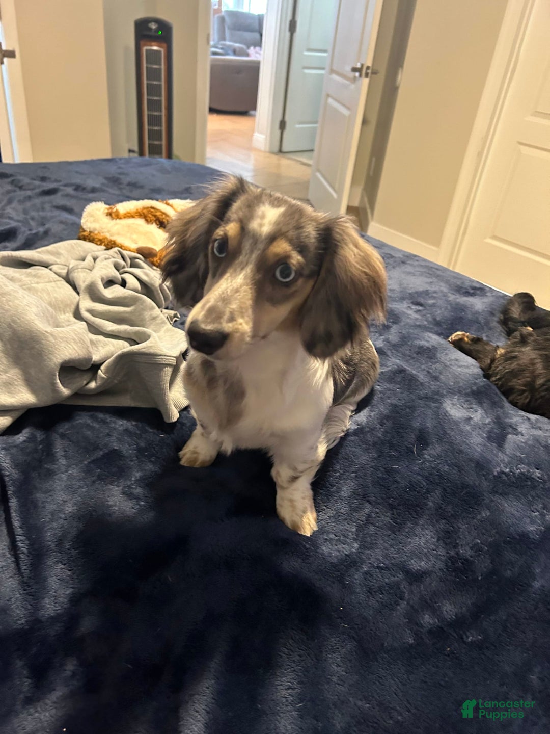Miniature Dachshund dogs for sale: Duke - Image 4