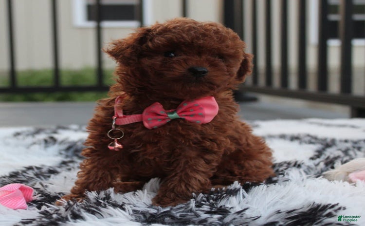 Toy Poodle dogs for sale - Ad 2