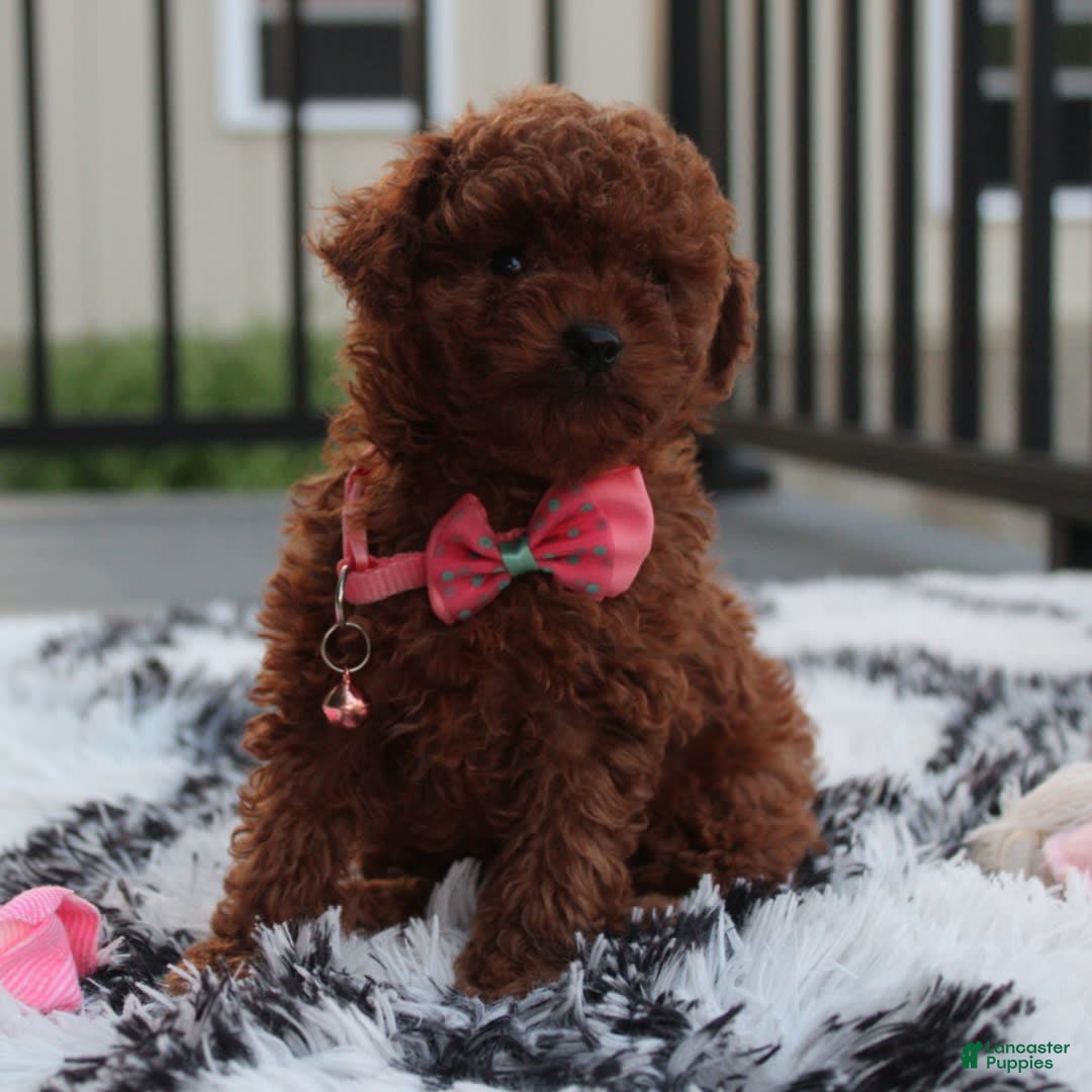 Toy Poodle dogs for sale: Honey - Image 1