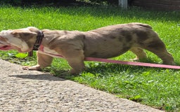 English Bulldog dogs for sale: Chloe - Image 1