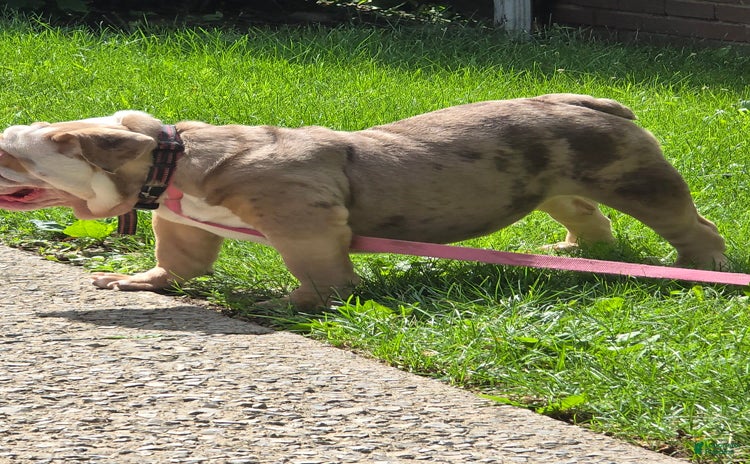 English Bulldog dogs for sale - Ad 1