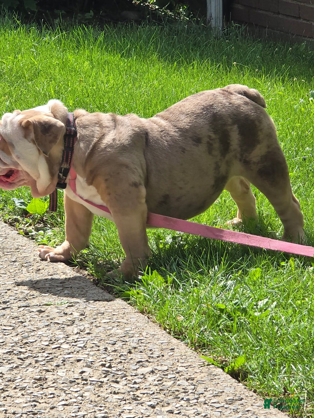 English Bulldog dogs for sale: Chloe - Image 1