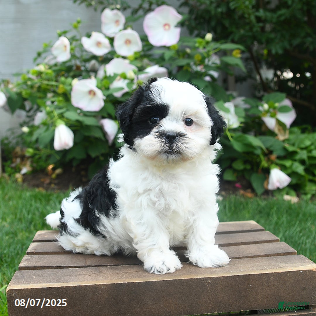 Teddy Bear dogs for sale: Star - Image 1