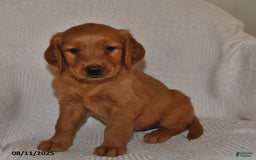 Golden Retriever dogs for sale: Golden Retriever 11 puppies - Image 28