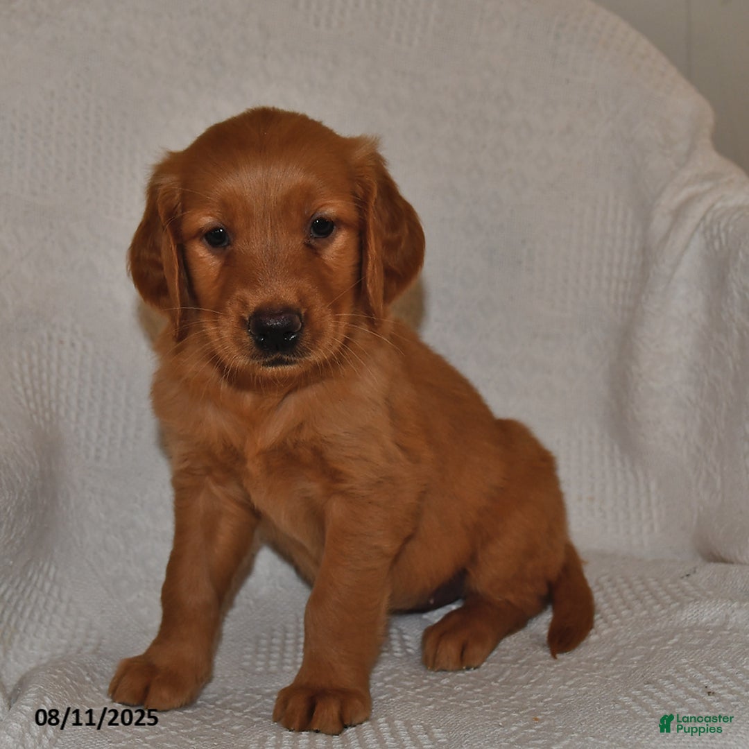 Golden Retriever dogs for sale: Golden Retriever 11 puppies - Image 28