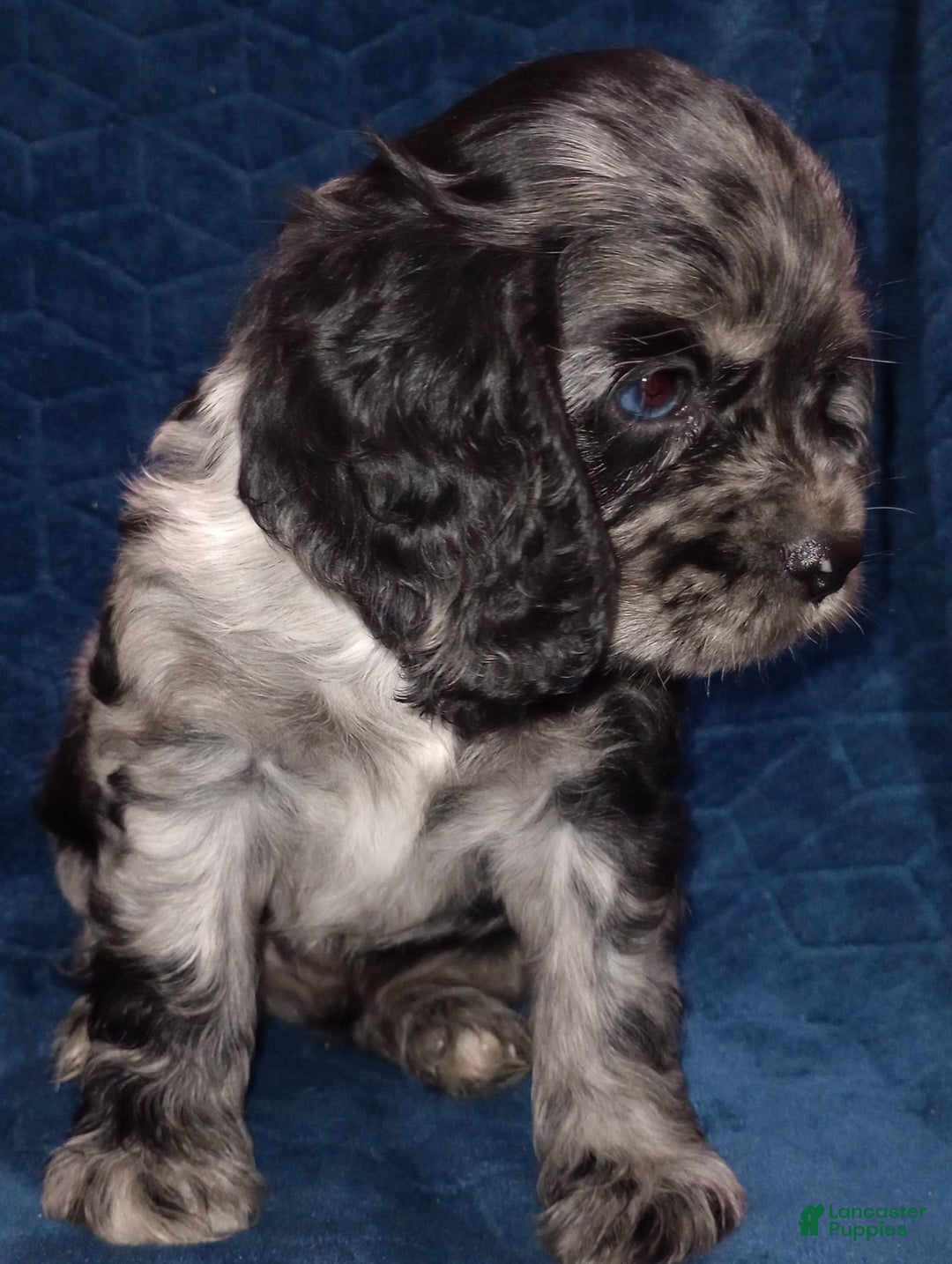 Cocker Spaniel dogs for sale: Oceon - Image 19