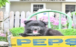 Pomeranian dogs for sale: Andre - Image 7