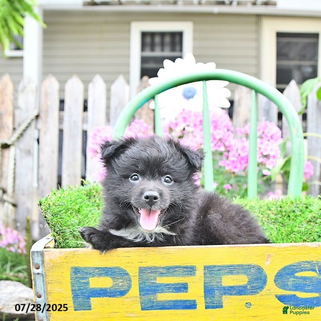 Pomeranian dogs for sale: Andre - Image 7