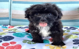 Havapoo dogs for sale: Ace - Image 2