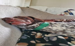 German Shorthaired Pointer dogs for sale: Girl 6 - Image 8