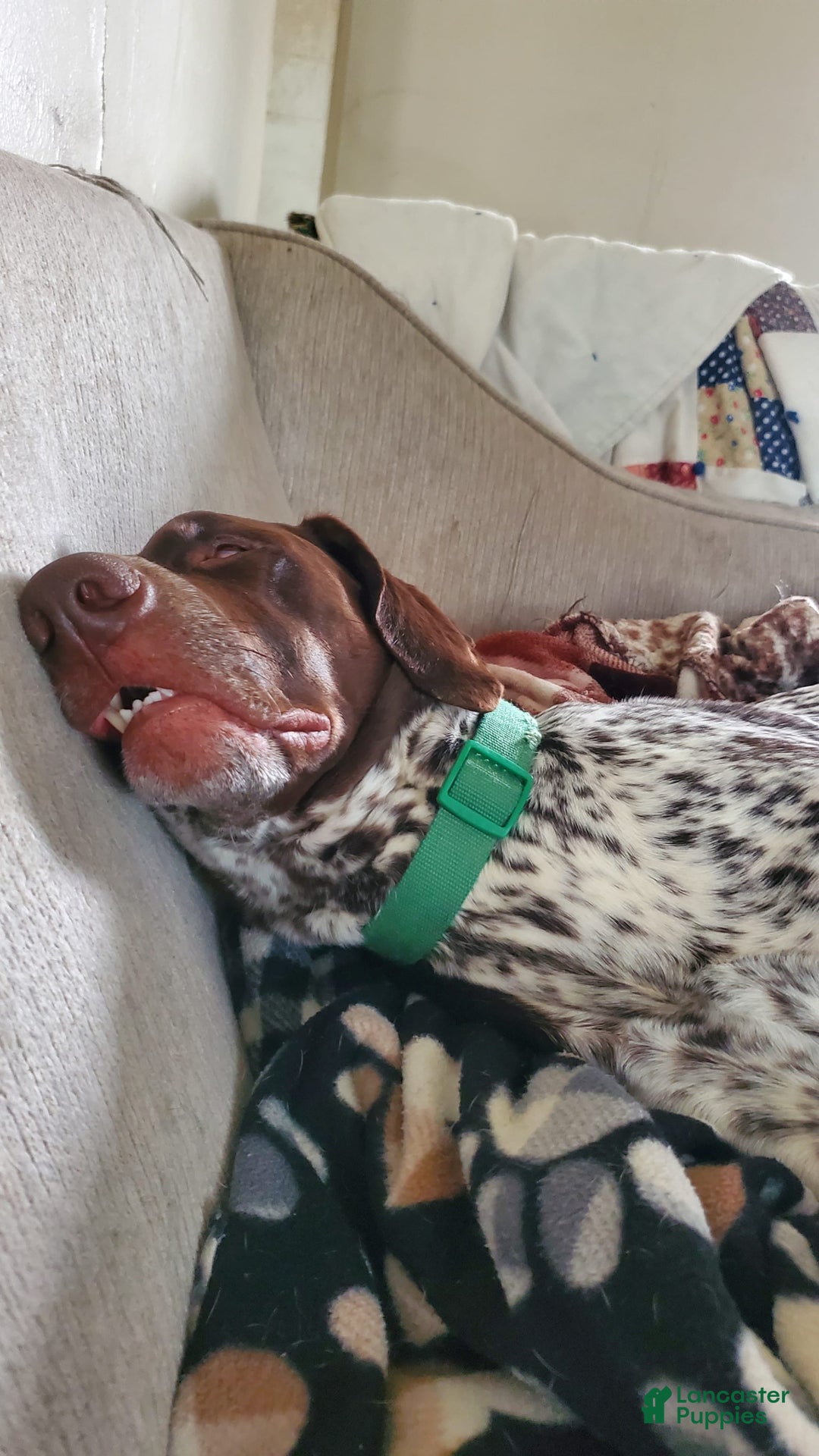 German Shorthaired Pointer dogs for sale: Girl 6 - Image 8