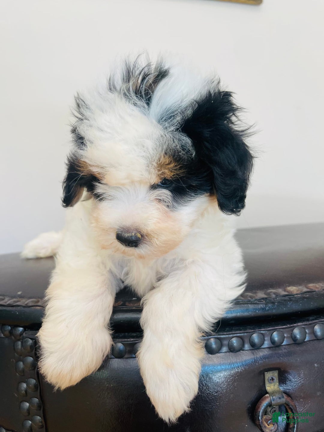Mini Bernedoodle dogs for sale: Nutter Butter - Image 7