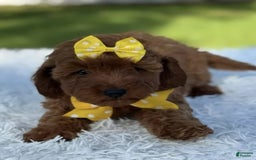 Goldendoodle dogs for sale: Mila - Image 4