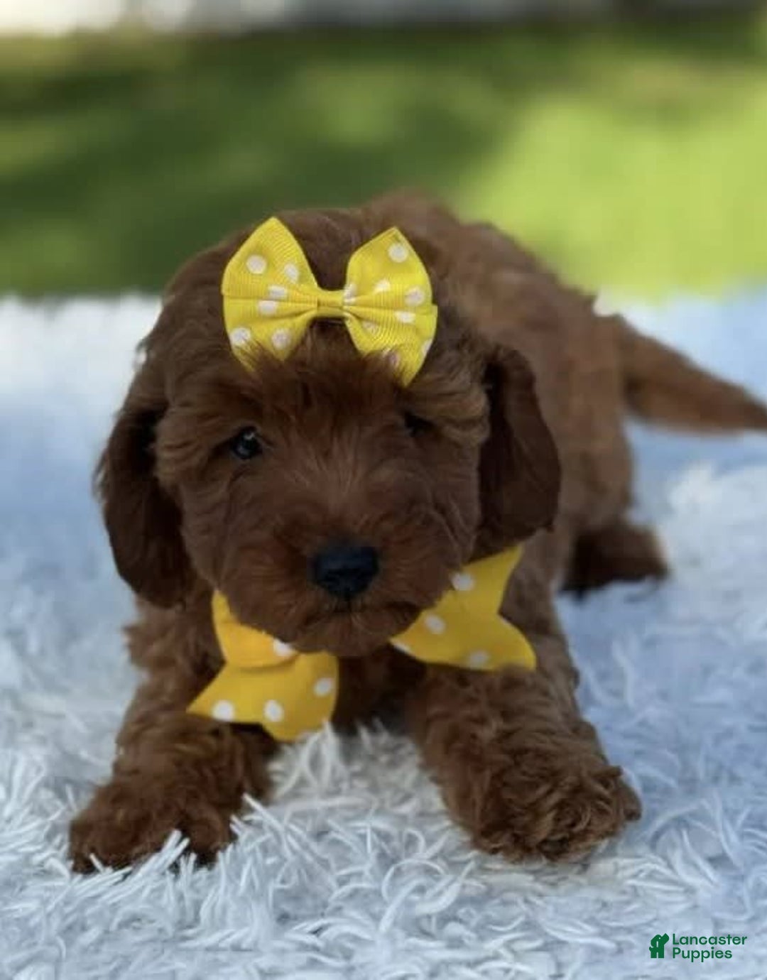 Goldendoodle dogs for sale: Mila - Image 4