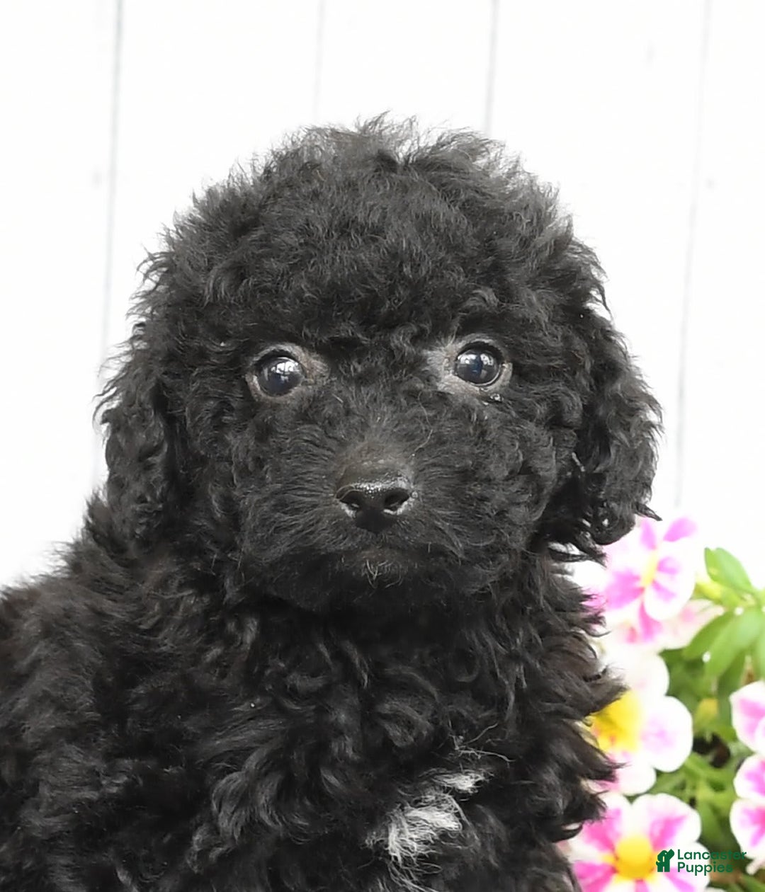 Havapoo dogs for sale: Alden - Image 9