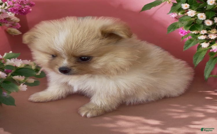 Pomeranian dogs for sale - Ad 3