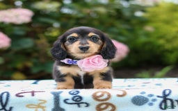 Miniature Dachshund dogs for sale: Rosie - Image 4