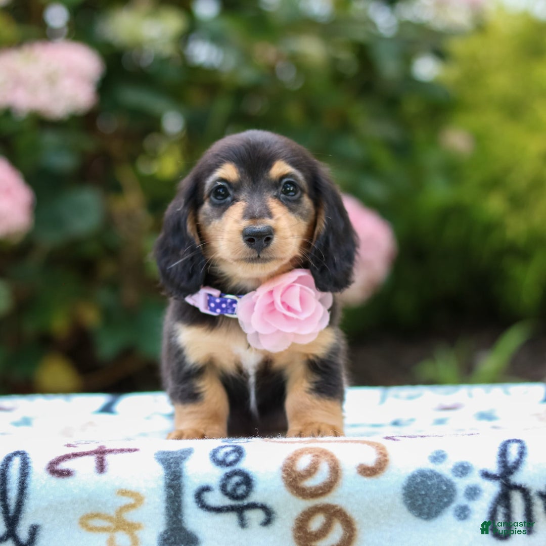 Miniature Dachshund dogs for sale: Rosie - Image 4