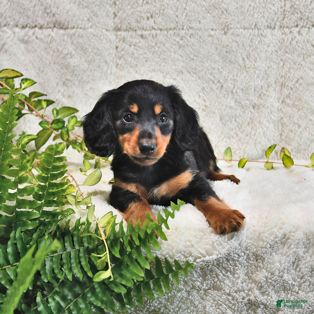 Miniature Dachshund dogs for sale: Donny - Image 5