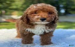 Goldendoodle dogs for sale: Milo - Image 3