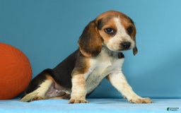 Beagle dogs for sale: Tawny - Image 3
