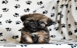 Shih Tzu dogs for sale: Poppy - Image 5