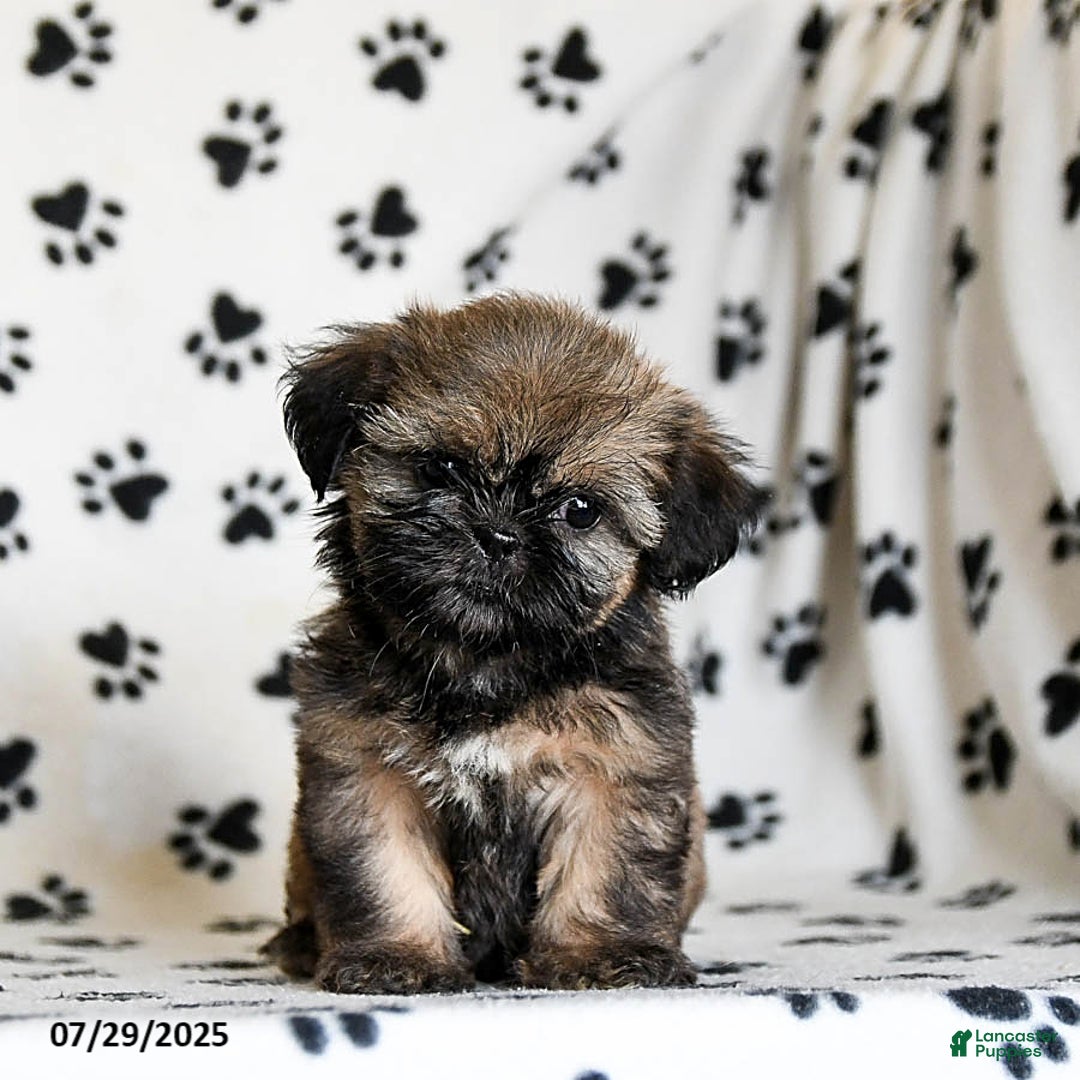 Shih Tzu dogs for sale: Poppy - Image 5